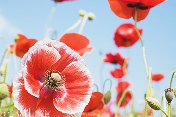 罂粟的价格,罂粟价格多少钱一斤