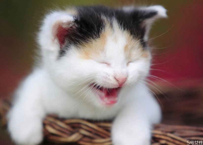 猫咪口臭小妙招(猫咪口臭怎么去除小窍门) 猫咪口臭小妙招(猫咪口臭怎么去除小窍门)