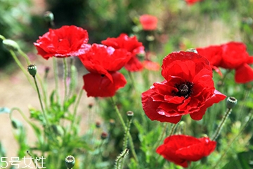 罂粟能治什么病,罂粟能治什么病 多种疾病功能多效