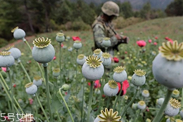 罂粟的品种,罂粟的品种有哪些