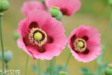 罂粟的危害有哪些,长期吃罂粟的危害 罂粟的危害有哪些,长期吃罂粟的危害