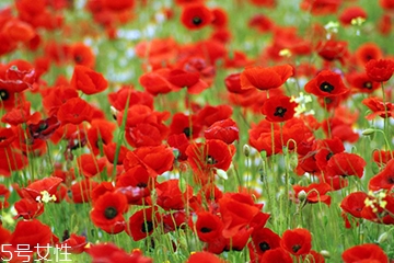 罂粟有什么药用价值,罂粟的用途