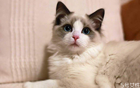 猫咪怎么洗脚(猫咪怎么洗脚)