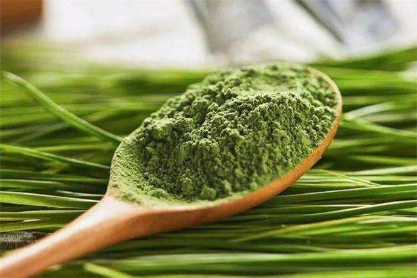 青汁能解酒吗?,青汁可以解酒吗