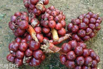 草果可以加蜂蜜吗?,草莓加蜂蜜