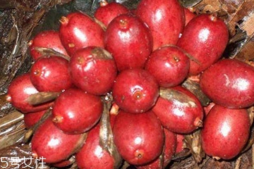 草果是什么做的,草果用来做什么