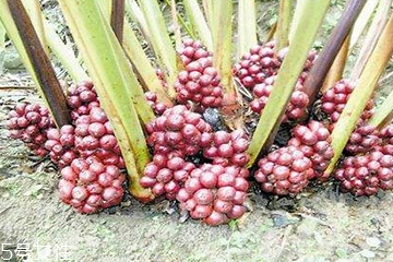 草果是做什么的,草果用来做什么