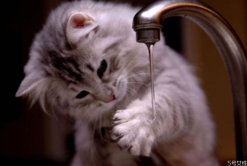 猫咪坐私家车注意事项(猫咪坐私家车注意事项) 猫咪坐私家车注意事项(猫咪坐私家车注意事项)