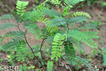 鸡骨草可以长期服用吗?,什么人不适合服用鸡骨草