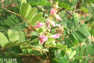 鸡骨草怎么吃效果好,鸡骨草怎么吃