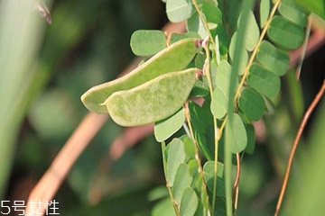 鸡骨草是含羞草吗,鸡骨草鸡骨草