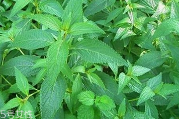 鸡骨草能吃吗,鸡骨草怎么吃