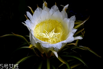 霸王花是发物吗,霸王花是不是发物