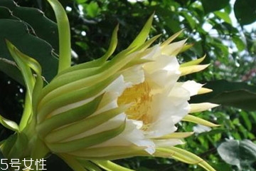 霸王花玩法,霸王花配招