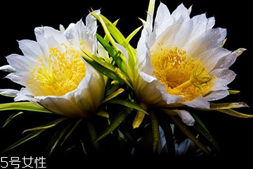 霸王花价格多少一斤,霸王花的价格 霸王花多少钱一斤