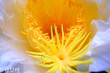 霸王花是酸性还是碱性的,花一般是酸性还是碱性 霸王花是酸性还是碱性的,花一般是酸性还是碱性