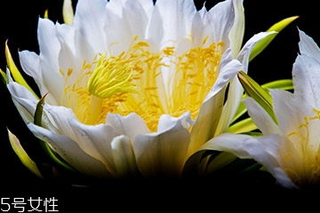 霸王花是凉性还是热性,霸王花性寒吗