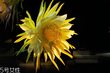 霸王花是中药吗,中药霸王花的功效