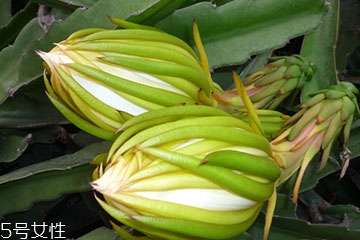 霸王花的吃法和功效,霸王花的吃法