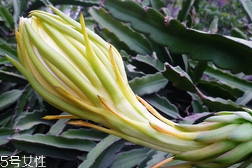 哺乳期能不能吃霸王花,坐月子可以吃霸王花吗