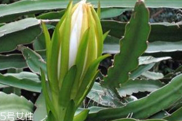 霸王花可以炖鸭子吗,霸王花炖鸭子怎么做好