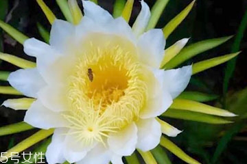 霸王花能泡水喝吗,霸王花能泡水喝吗 泡水喝对身体好