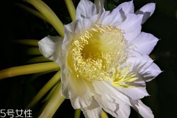 霸王花是昙花吗?,霸王花是昙花吗可以治咳嗽吗