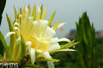 霸王花可以和香菇一起煲汤吗,霸王花能和菌类煲汤吗