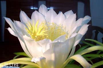 霸王花的功效和作用是什么,霸王花的功效和作用及食用方法