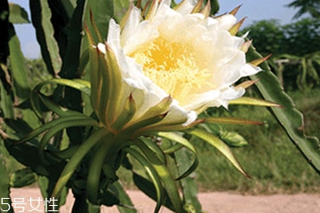 霸王花养殖方法,霸王花种植
