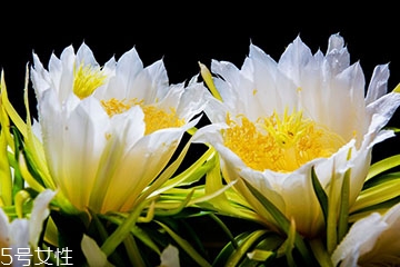 霸王花是火龙果的花吗?,霸王花是火龙果的花吗液体蟑螂药