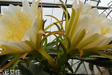 霸王花的作用和功效,猪肺煲霸王花的作用