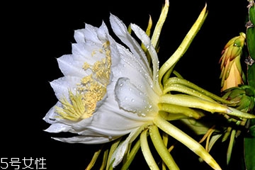 霸王花的用途和功效,霸王花的用途