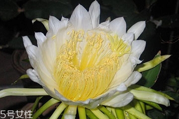 新鲜霸王花能吃吗,霸王花能吃吗?