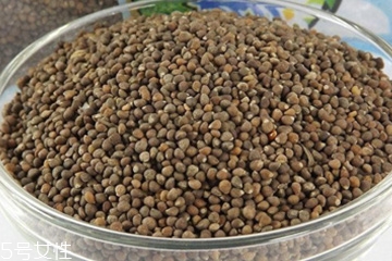 紫苏子的食用禁忌,紫苏子的功效和作用禁忌