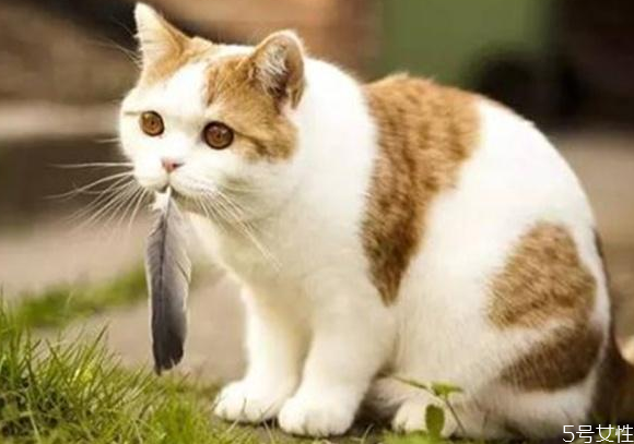 怎样减轻应激反应对猫咪的伤害(怎样减少猫咪的应激反应)