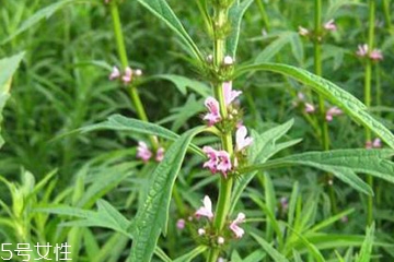 益母草能不能催经,益母草有没有催经作用