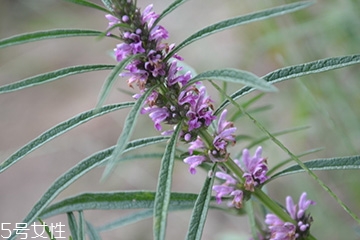 益母草能泡脚吗能去湿气吗,益母草什么功效