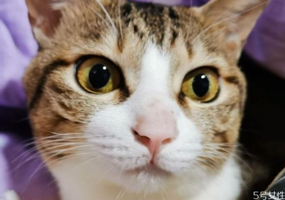 如何避免猫咪应激(如何避免猫咪应激反应)