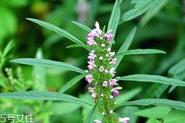 益母草是发物吗,益母草是不是发物