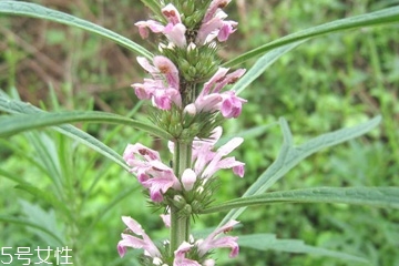 益母草的营养价值及功效,益母草的营养价值