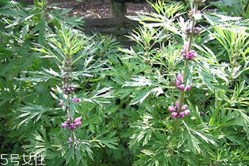 益母草是中药吗,益母草有什么药效