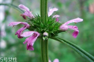 益母草的禁忌人群,益母草不适合什么人群