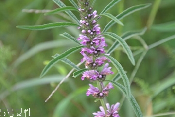 益母草怎么用最好,益母草什么用