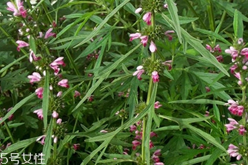 益母草可以祛斑吗,益母草煮水洗脸能祛斑吗