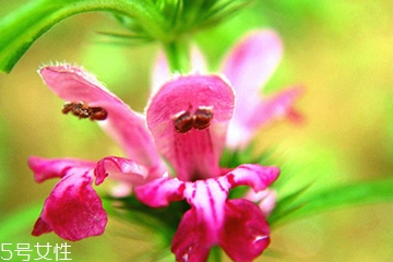 益母草和新生化颗粒可以一起喝吗,益母草和新生化颗粒可以一起喝吗药流后