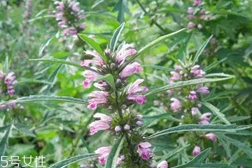 益母草的食用禁忌,吃益母草的禁忌 益母草的食用禁忌,吃益母草的禁忌