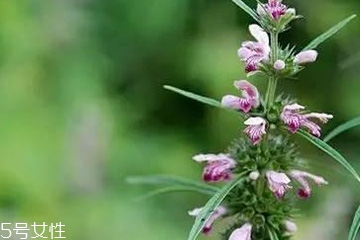 益母草是酸性还是碱性食物,益母草是酸性还是碱性?