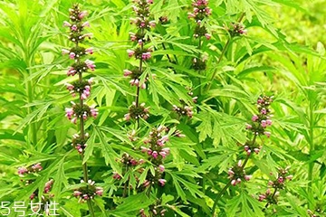 益母草是艾草吗?,益母草长啥样