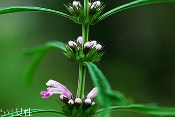 益母草是什么样的图片,益母草是什么样子的